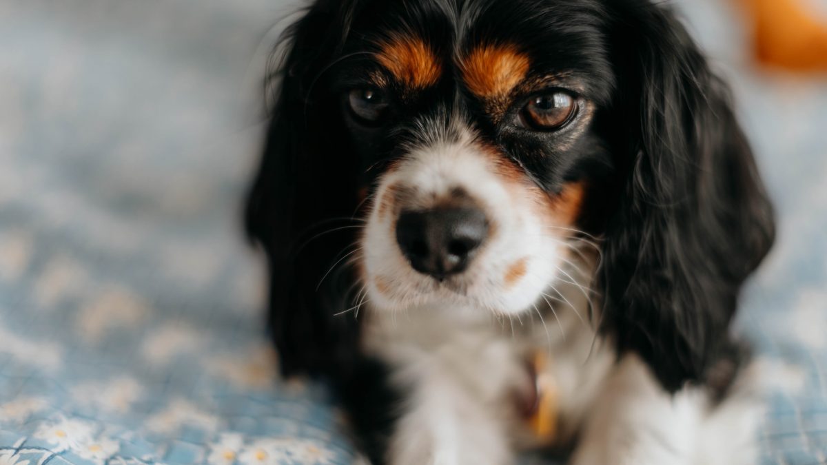 Tricolour Cavalier King Charles Spaniel