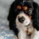 Tricolour Cavalier King Charles Spaniel