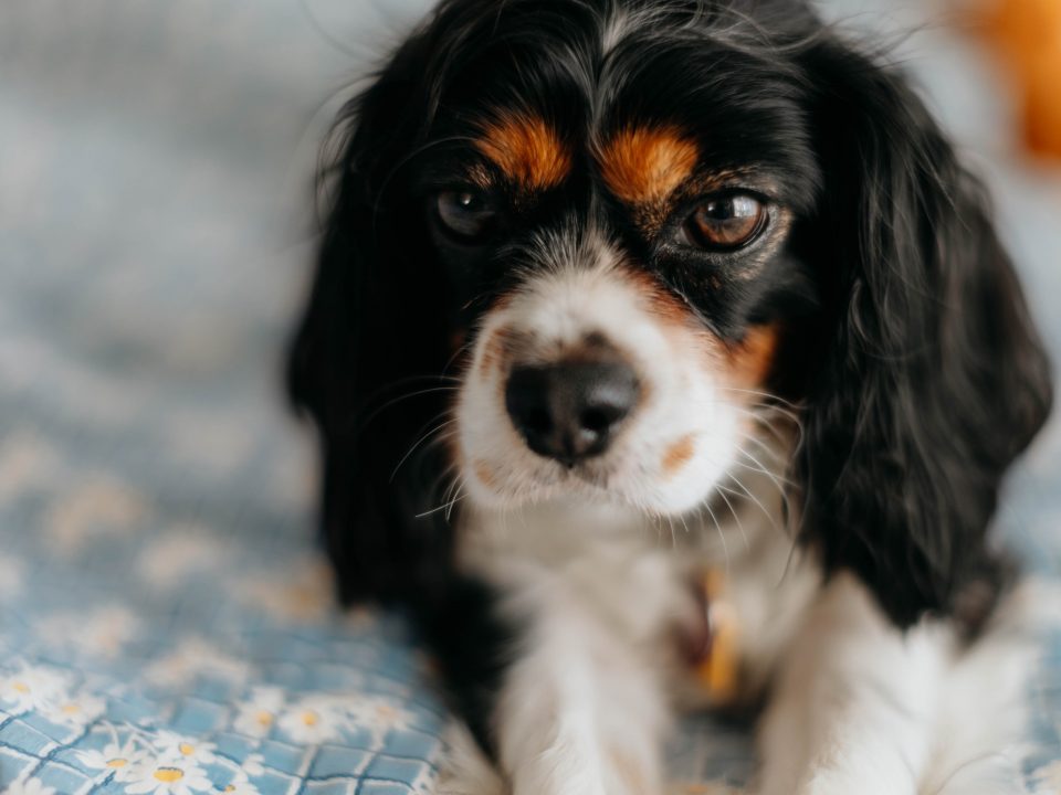 Tricolour Cavalier King Charles Spaniel