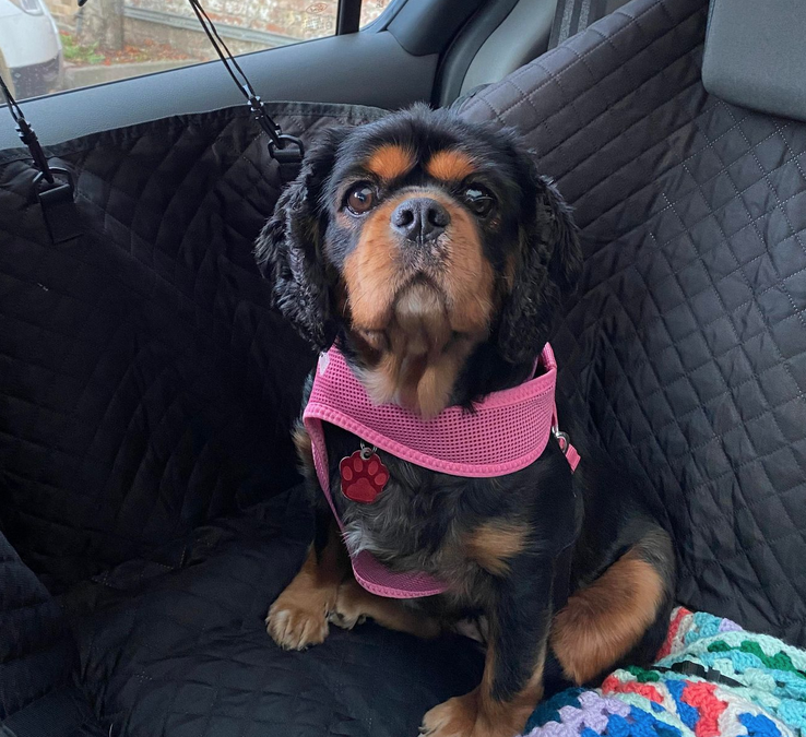 Jody black and tan Cavalier King Charles Spaniel