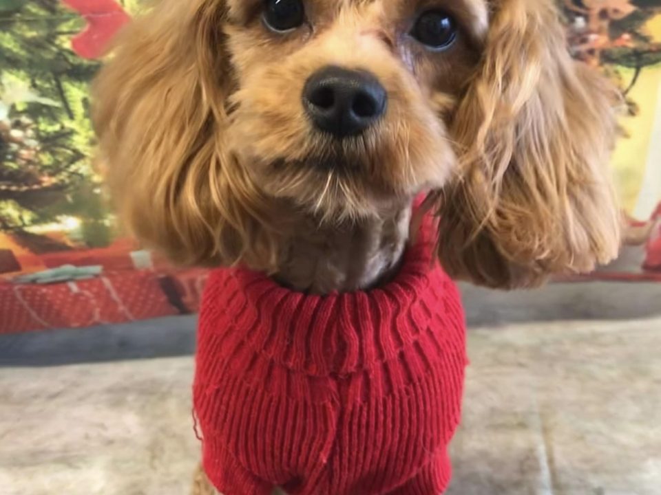 Bear Cavapoo