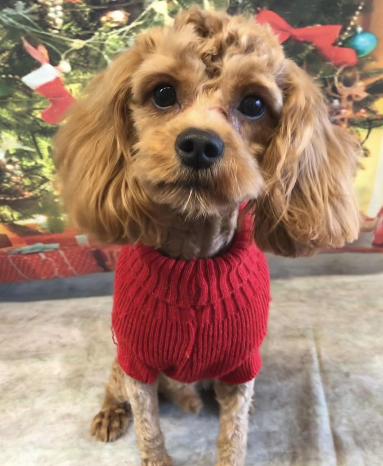 Bear Cavapoo