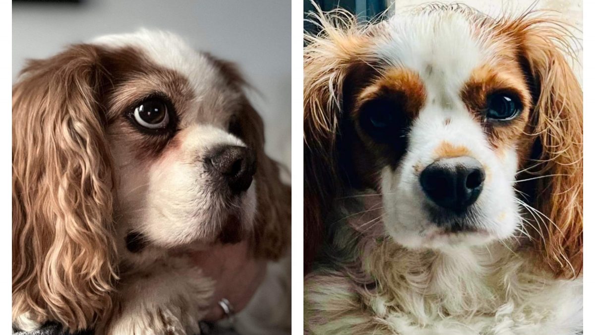 Lola and Charlie Blenheim Cavalier King Charles Spaniels