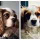 Lola and Charlie Blenheim Cavalier King Charles Spaniels