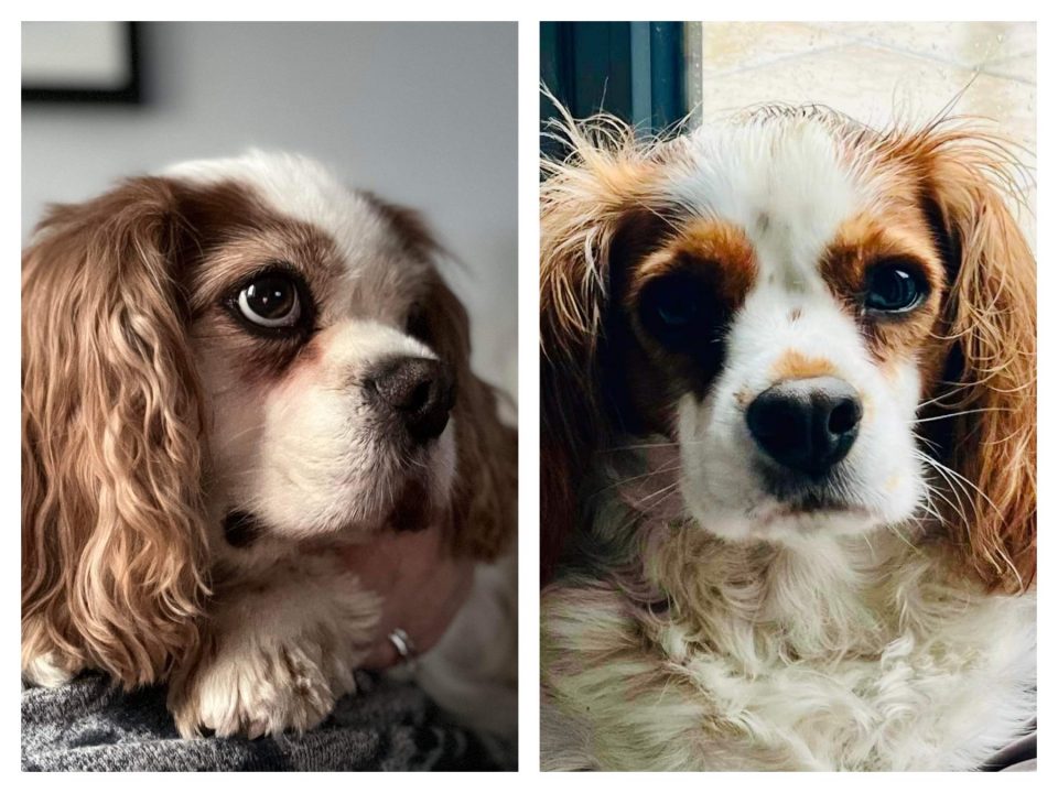 Lola and Charlie Blenheim Cavalier King Charles Spaniels