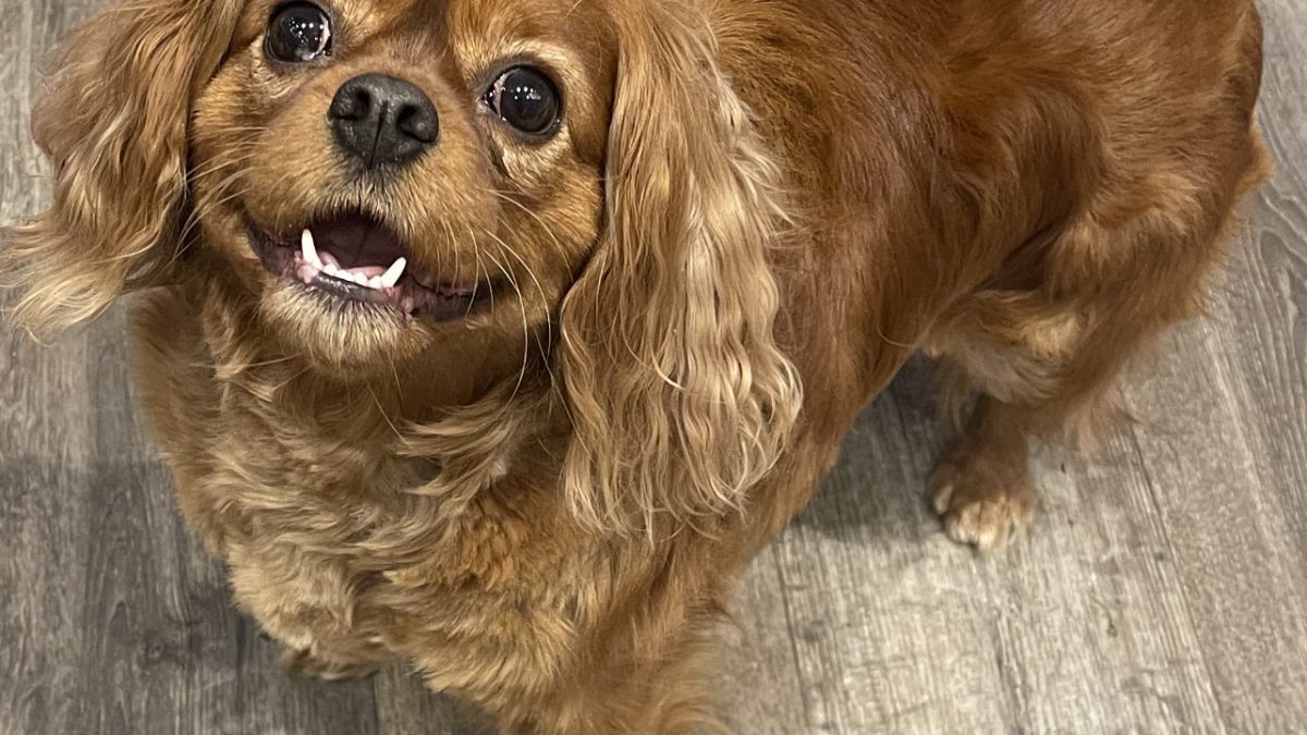 Bonnie ruby Cavalier King Charles