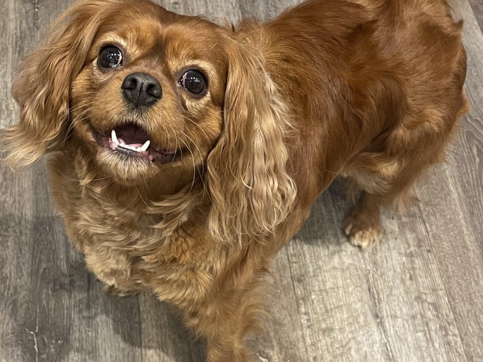 Bonnie ruby Cavalier King Charles