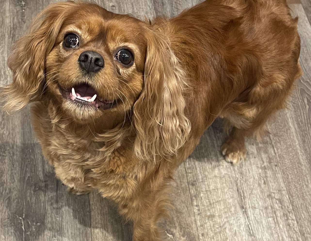 Bonnie ruby Cavalier King Charles