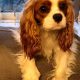 Blossom Cavalier King Charles Spaniel