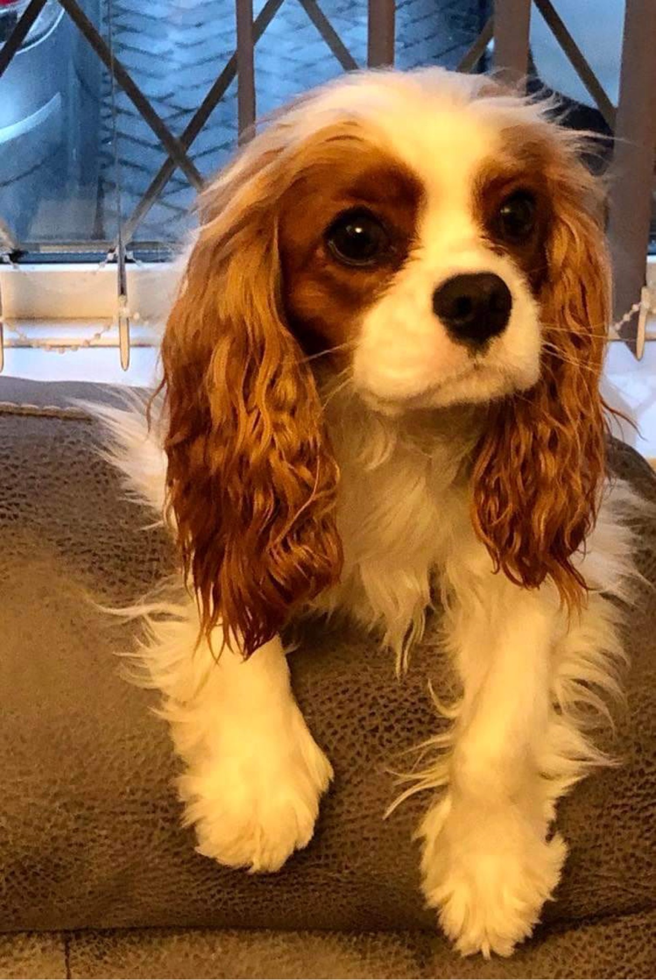 Blossom Cavalier King Charles Spaniel