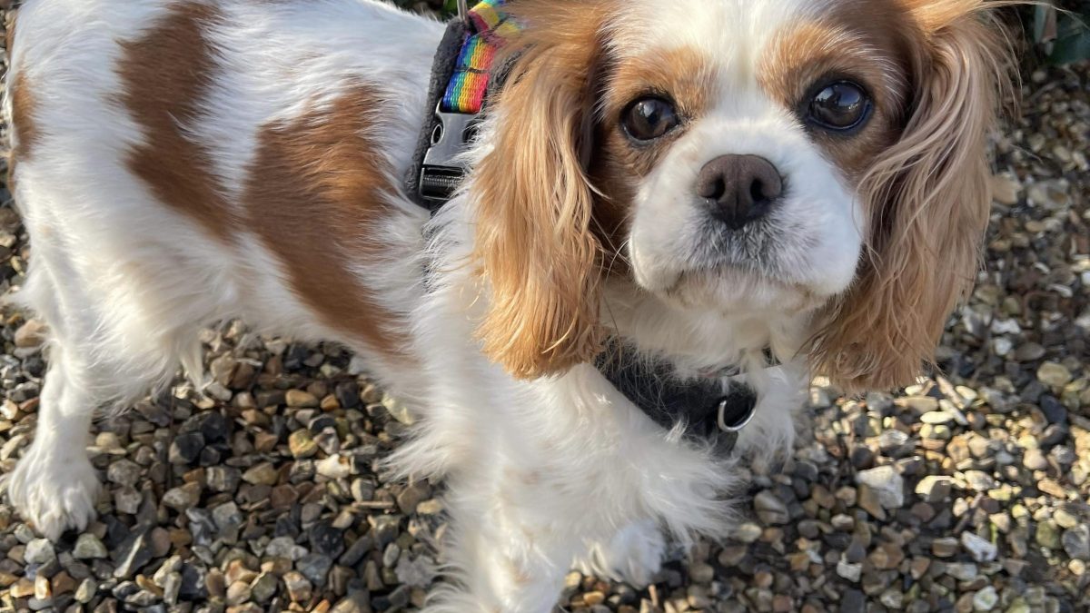 Dolly Blenheim Cavalier King Charles Spaniel