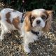 Dolly Blenheim Cavalier King Charles Spaniel