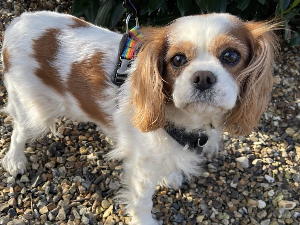 Dolly Blenheim Cavalier King Charles Spaniel