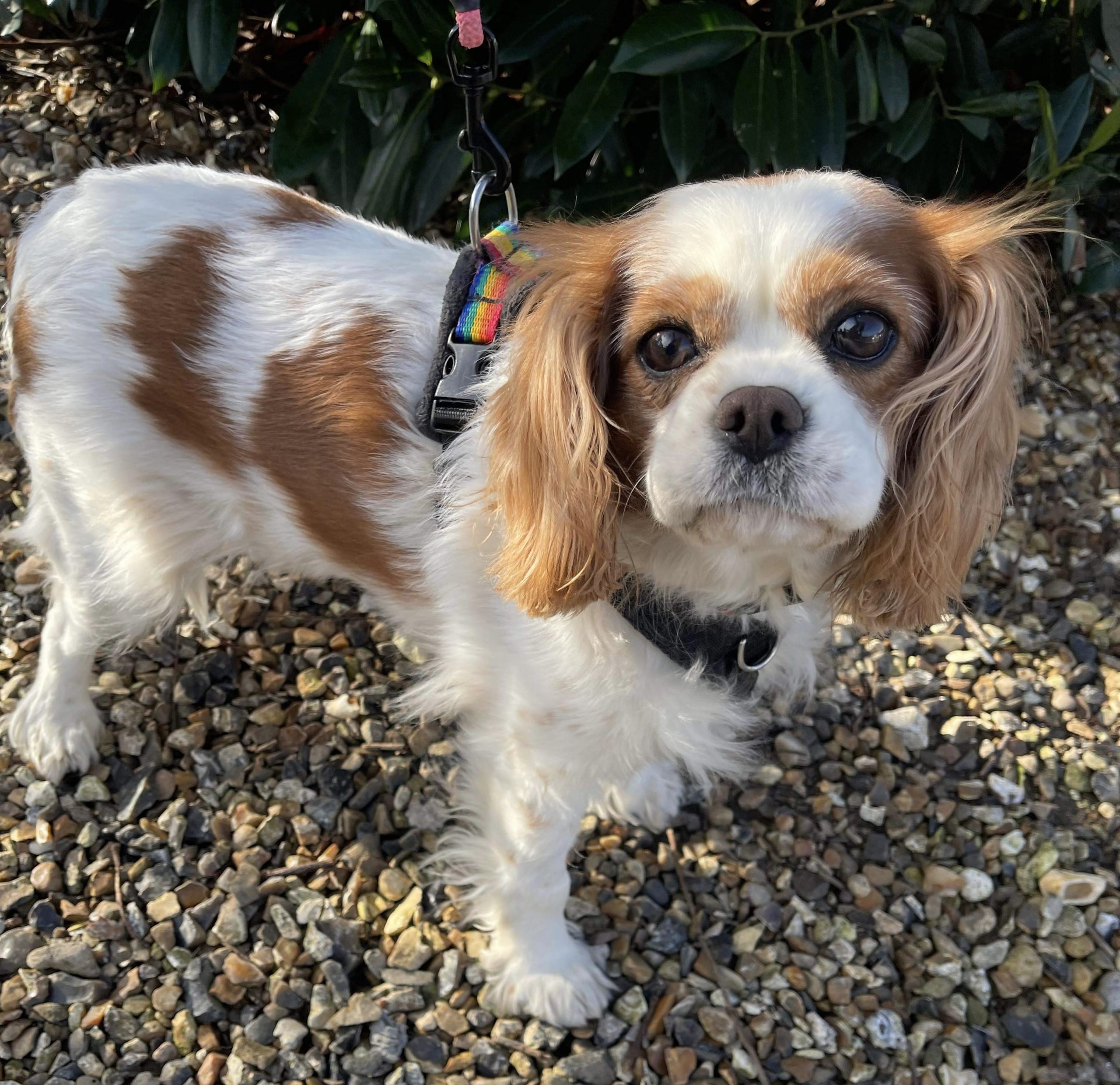 Dolly Blenheim Cavalier King Charles Spaniel
