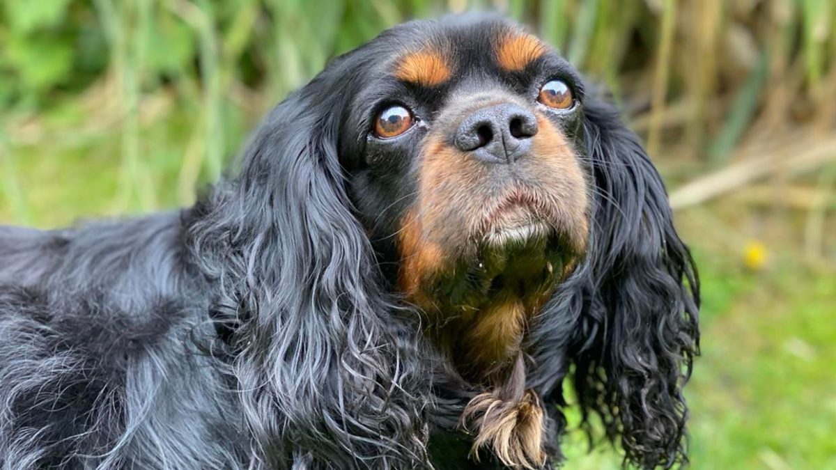 Sherlock black and tan Cavalier King Charles Spaniel