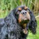 Sherlock black and tan Cavalier King Charles Spaniel