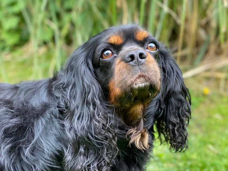 Sherlock black and tan Cavalier King Charles Spaniel