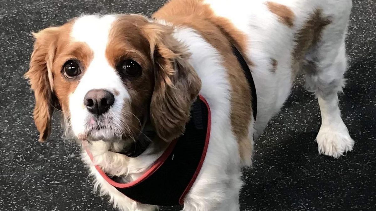 Bonnie Blenheim Cavalier King Charles Spaniel