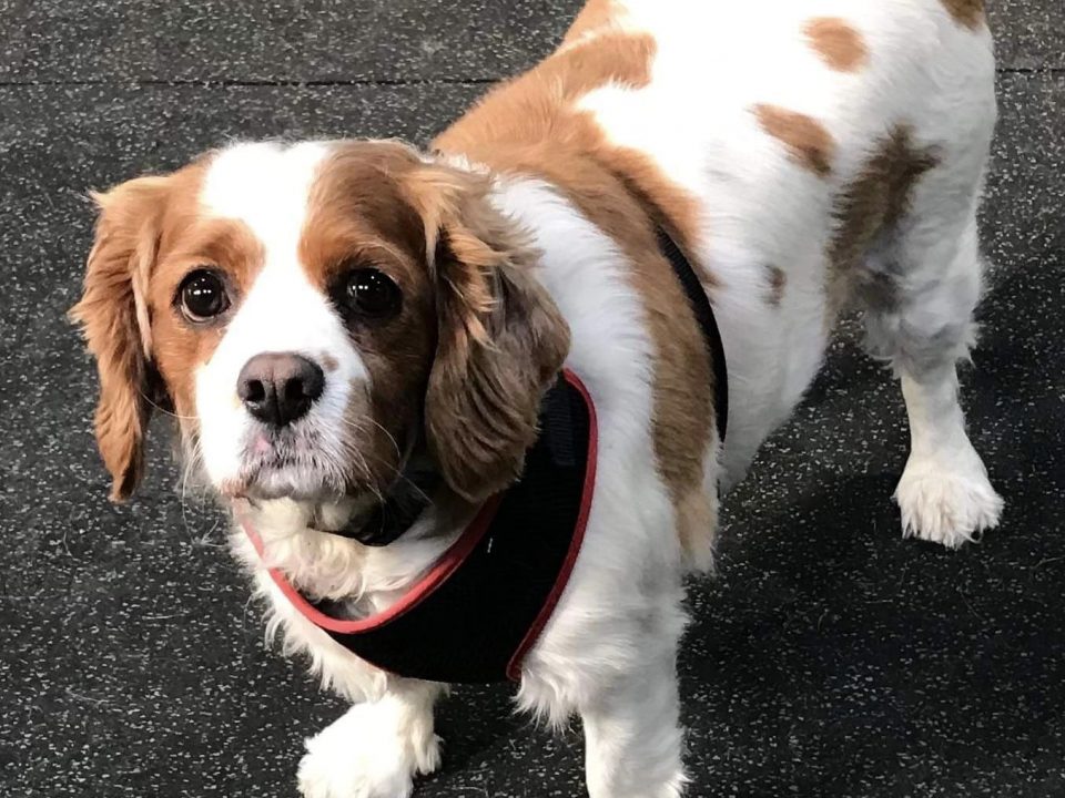 Bonnie Blenheim Cavalier King Charles Spaniel