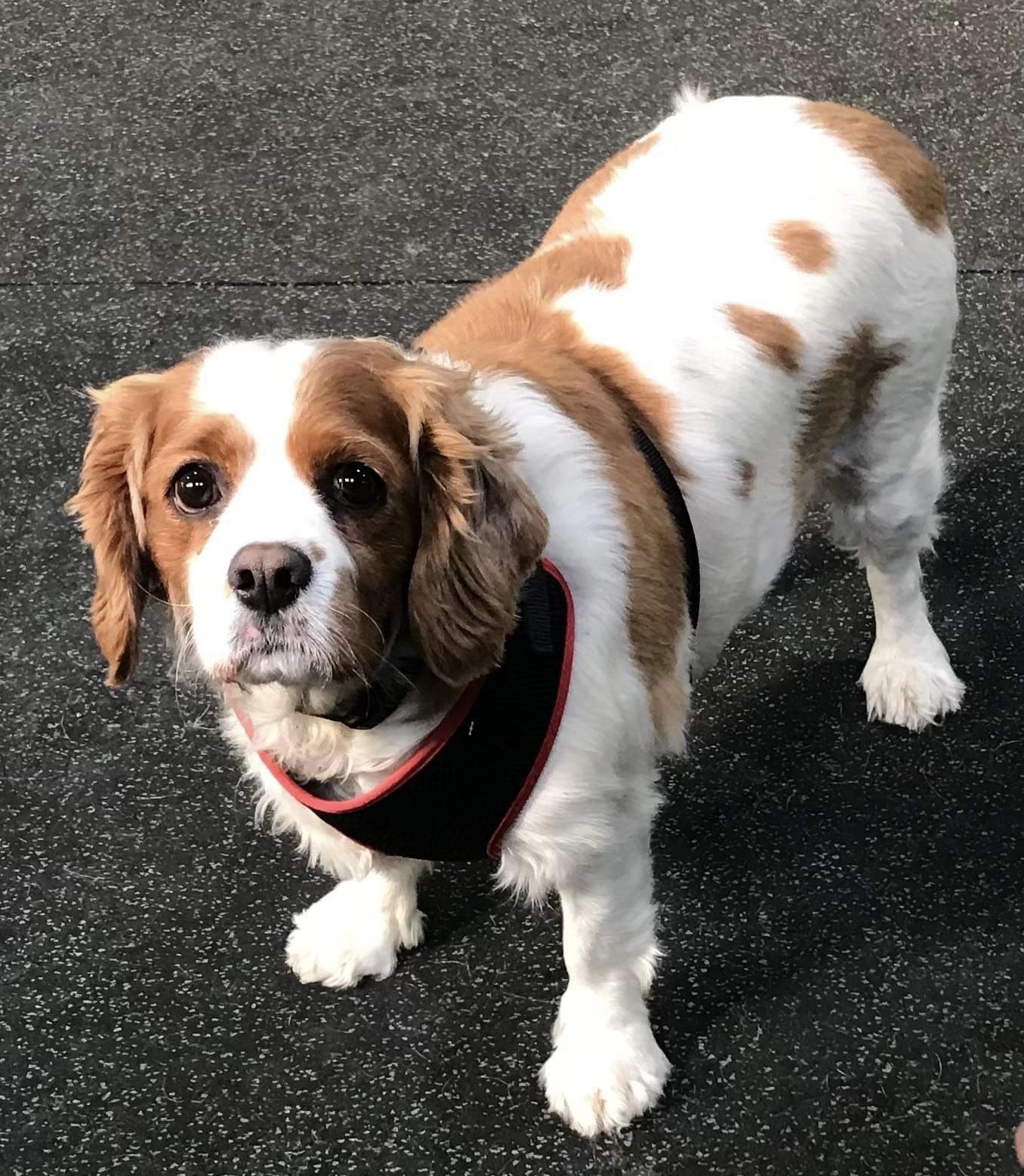 Bonnie Blenheim Cavalier King Charles Spaniel