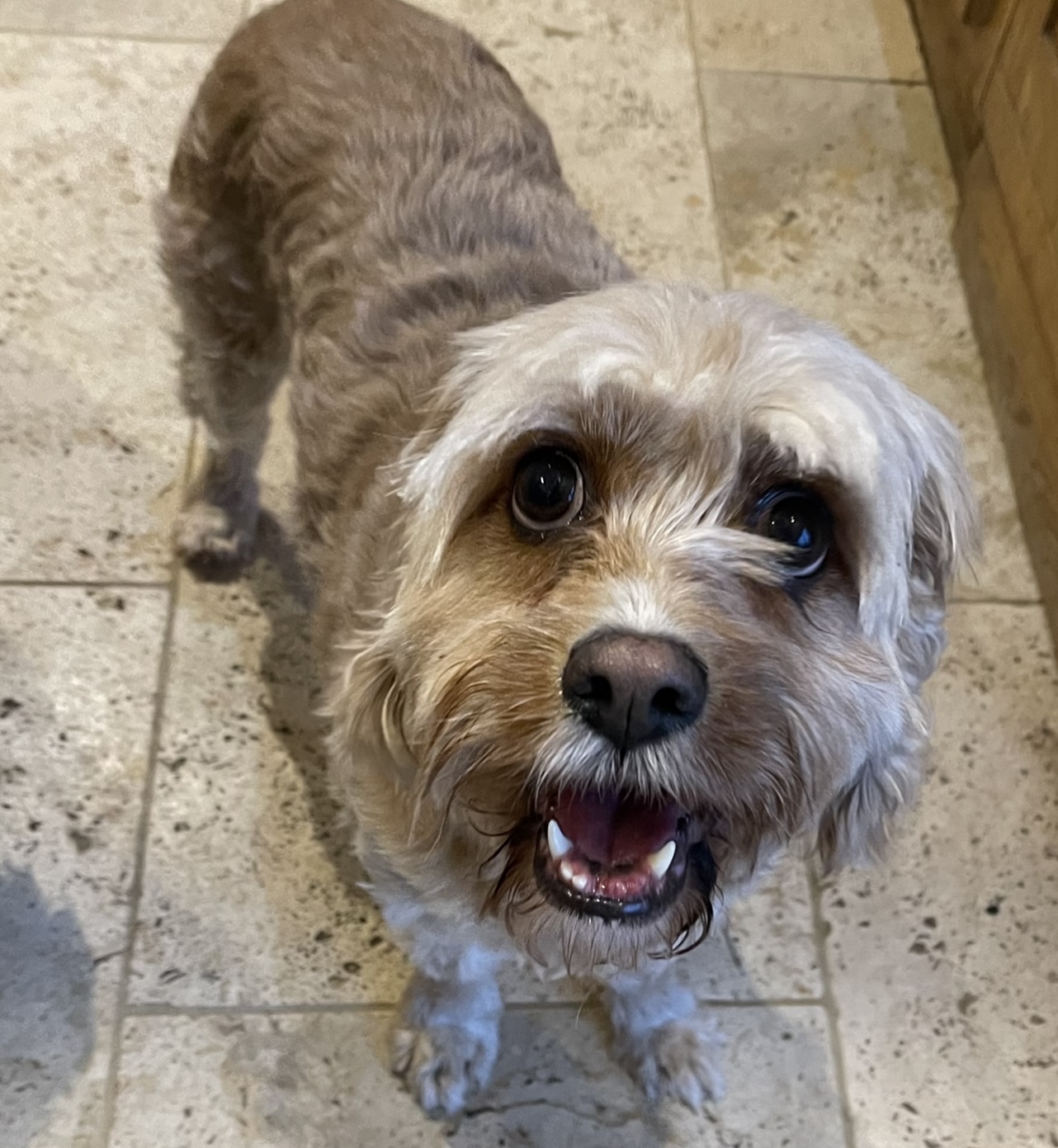 Lady Cavachon
