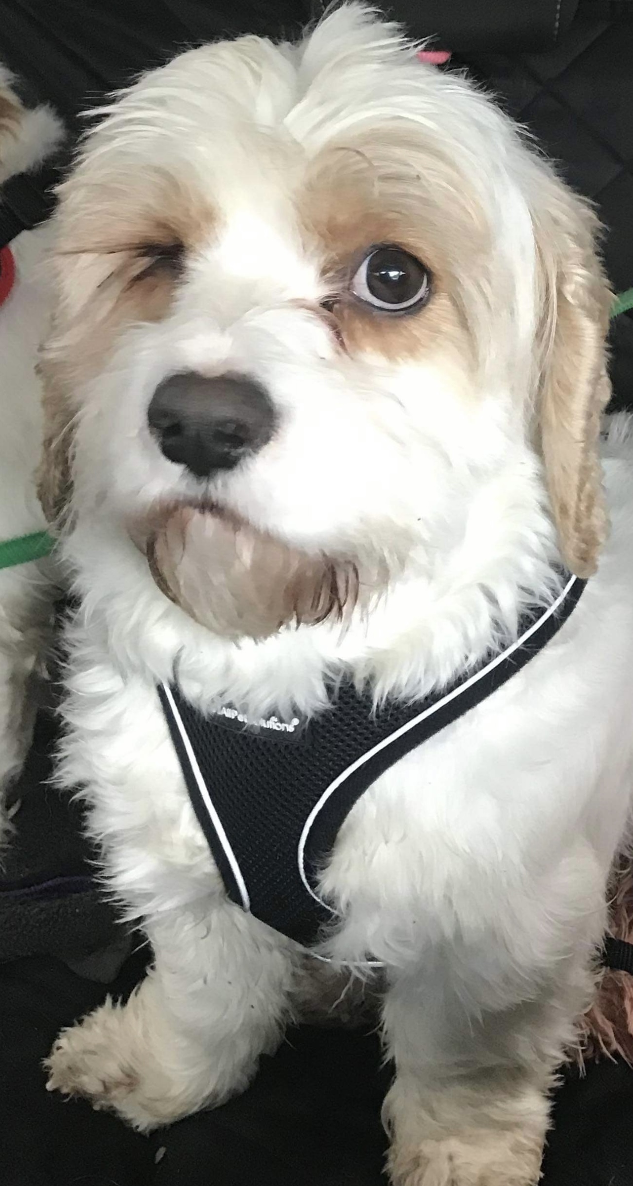 Earl Cavachon