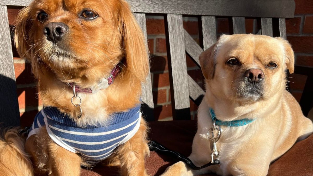 Bear and Benji Cavalier King Charles Spaniel X