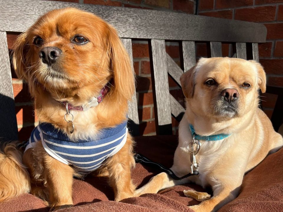 Bear and Benji Cavalier King Charles Spaniel X