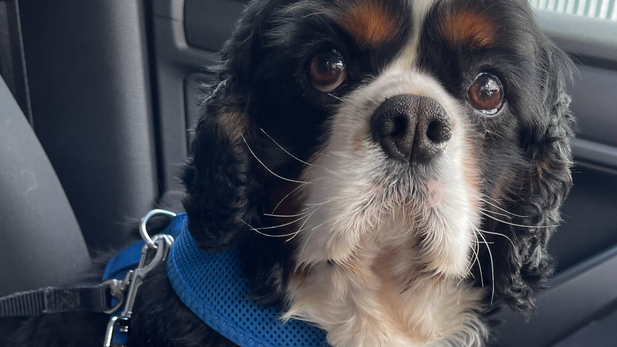 Prince Tricolour Cavalier King Charles Spaniel