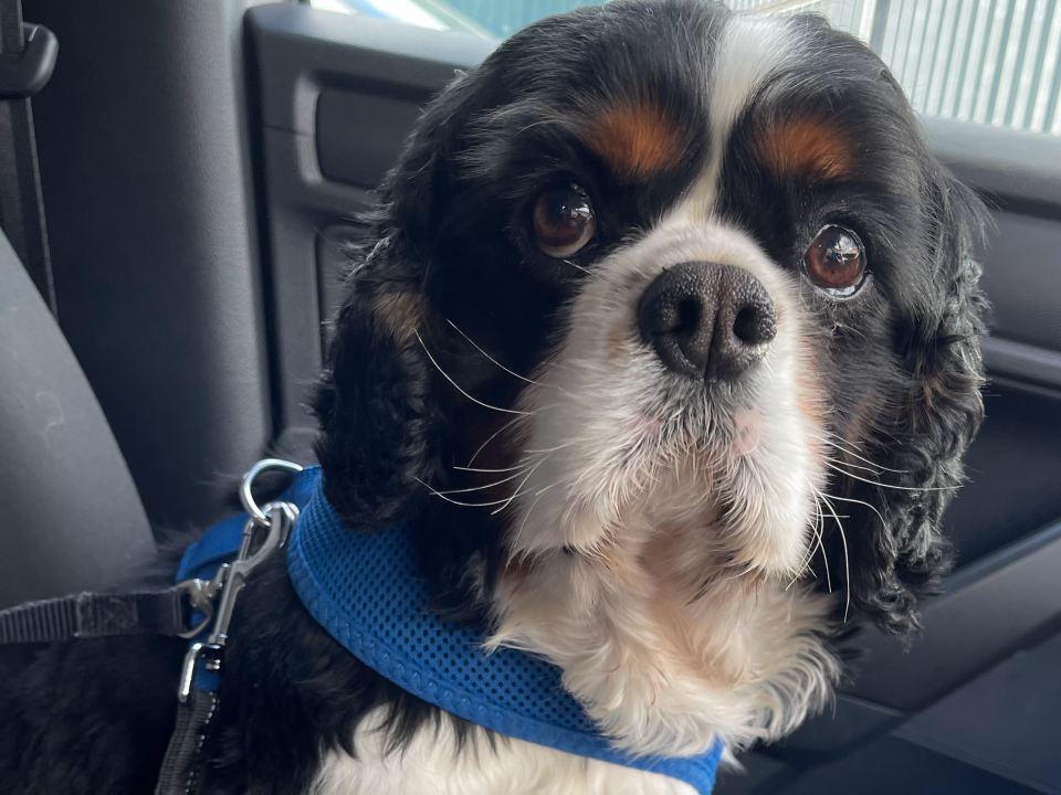 Prince Tricolour Cavalier King Charles Spaniel