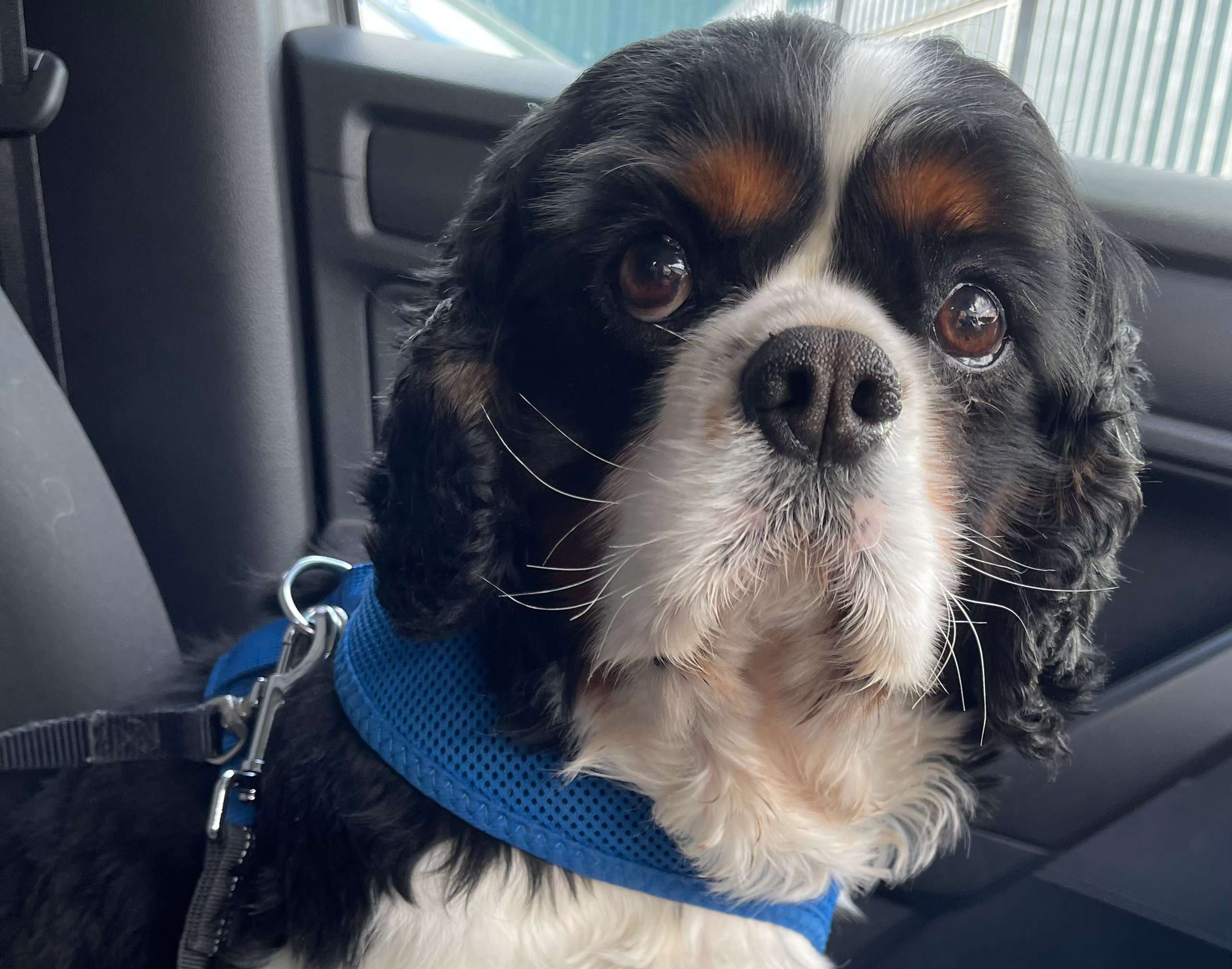 Prince Tricolour Cavalier King Charles Spaniel