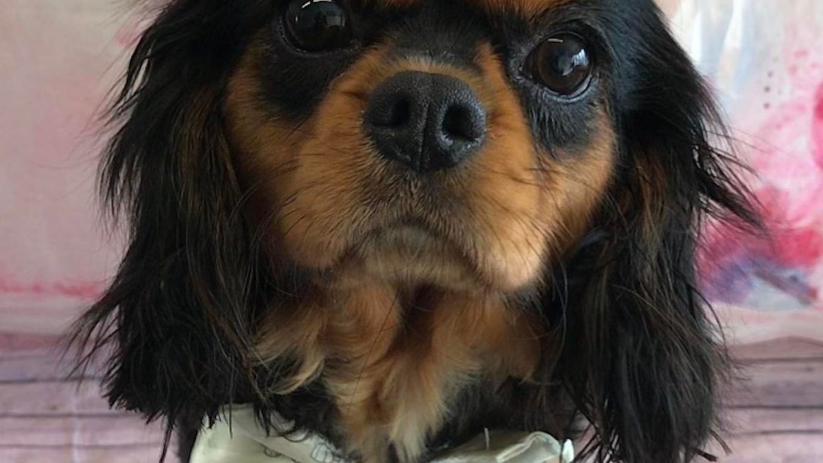 Tilly black and tan Cavalier King Charles Spaniel