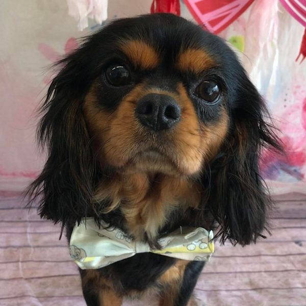 Tilly black and tan Cavalier King Charles Spaniel