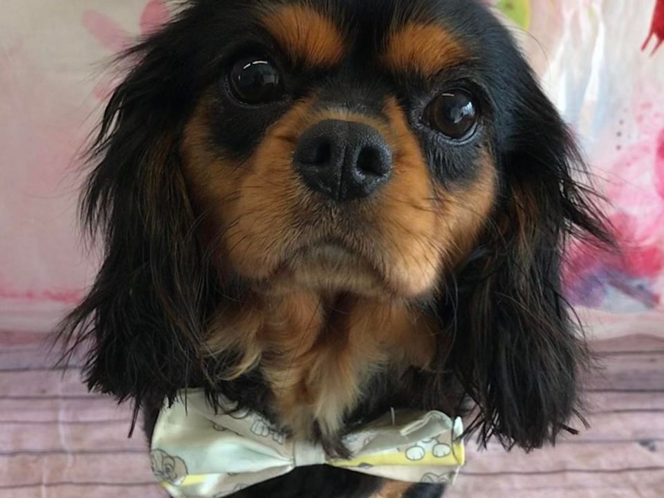 Tilly black and tan Cavalier King Charles Spaniel