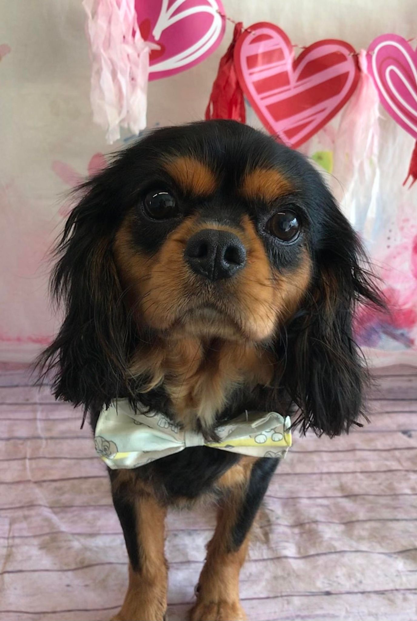 Tilly black and tan Cavalier King Charles Spaniel