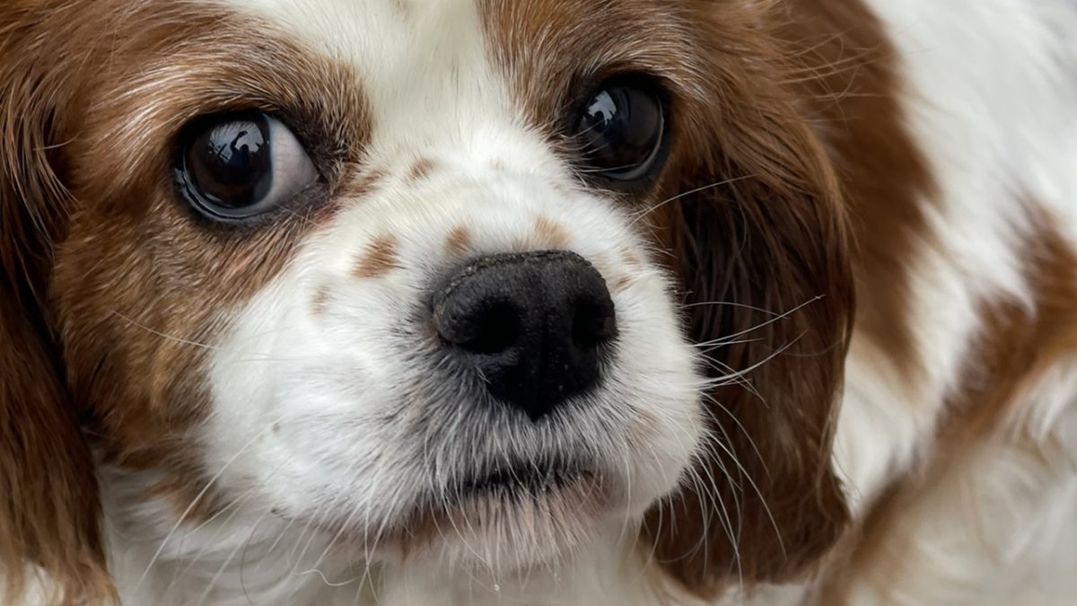 Daisy Blenheim Cavalier King Charles