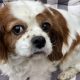 Daisy Blenheim Cavalier King Charles