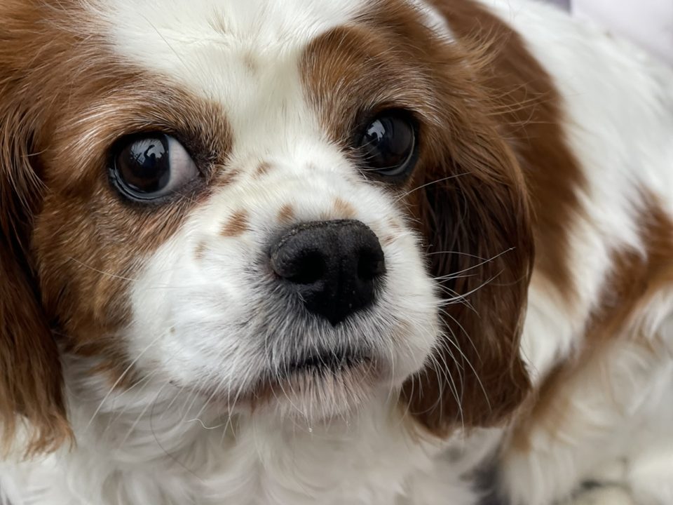 Daisy Blenheim Cavalier King Charles