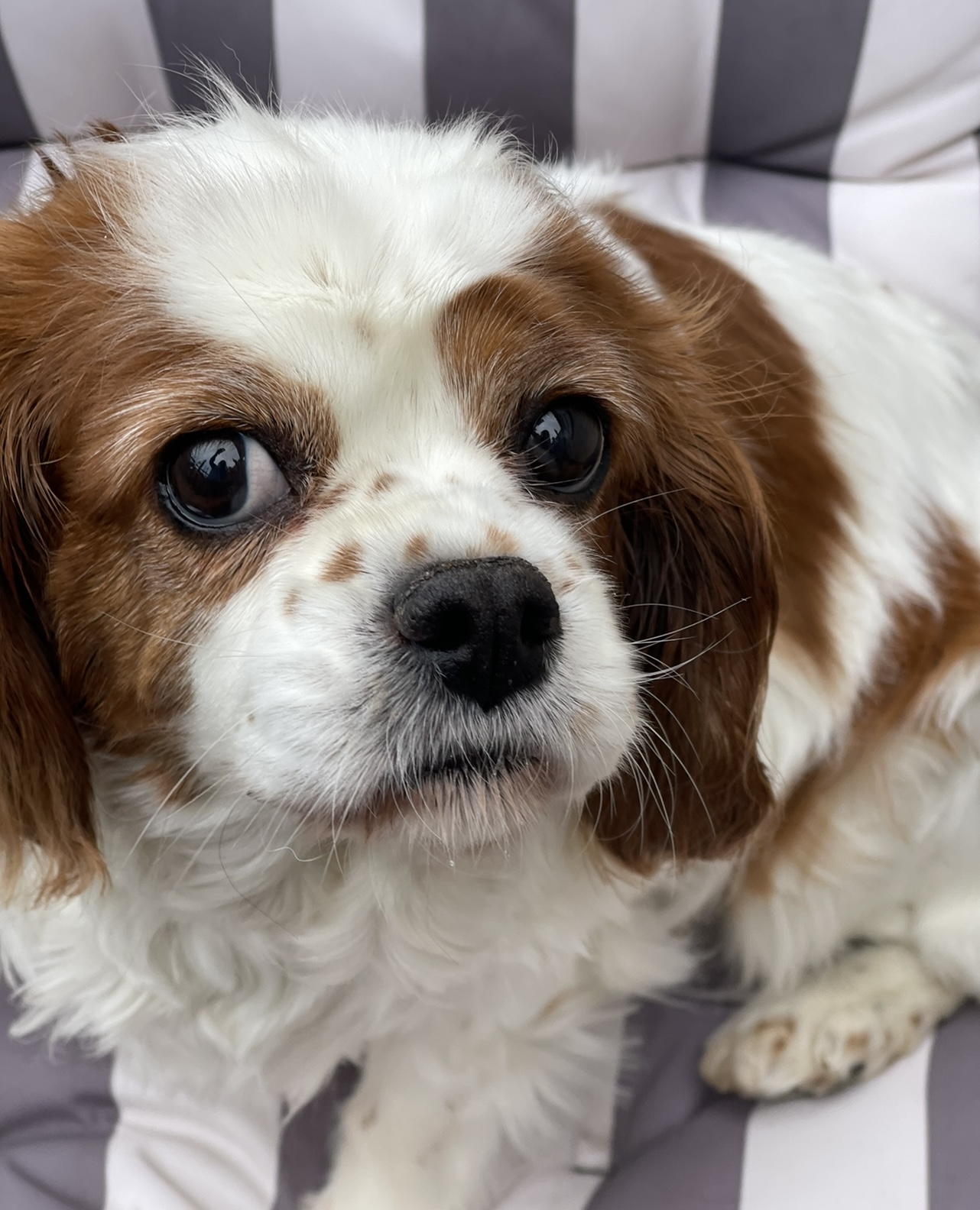 Daisy Blenheim Cavalier King Charles