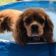 Ruby Cavalier King Charles in paddling pool summer