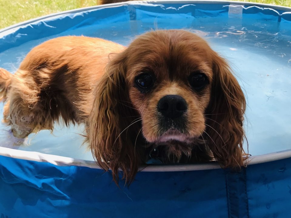 Ruby Cavalier King Charles in paddling pool summer