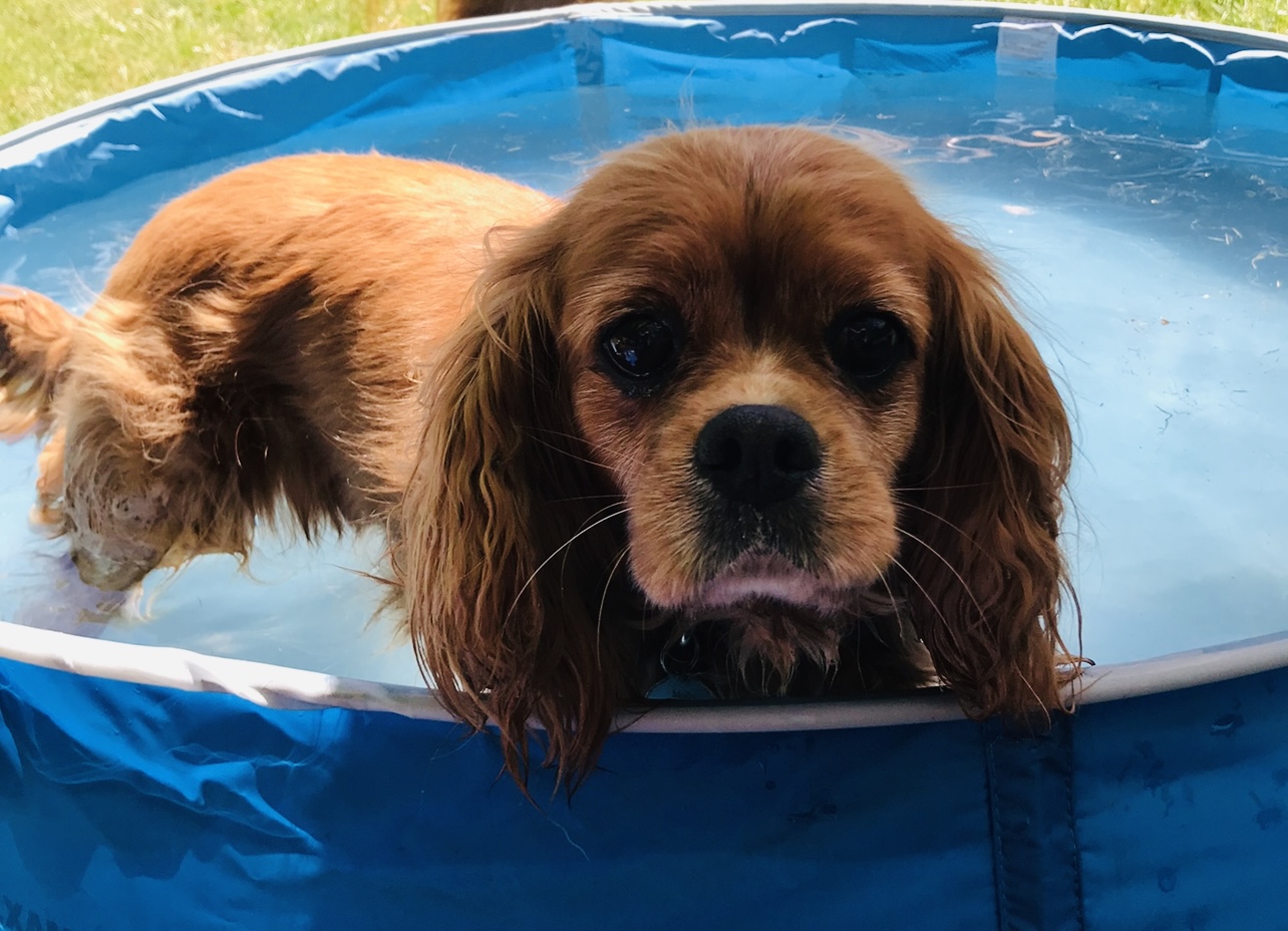 Ruby Cavalier King Charles in paddling pool summer