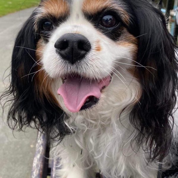 Merlin Tricolour Cavalier available for adoption