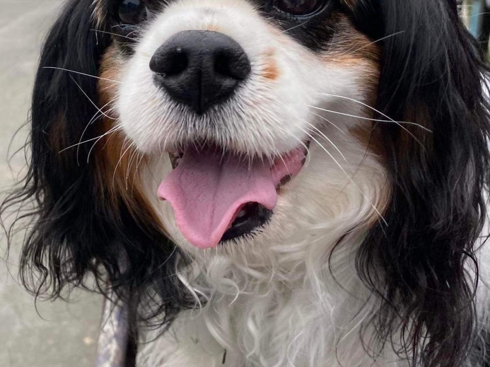 Merlin Tricolour Cavalier available for adoption