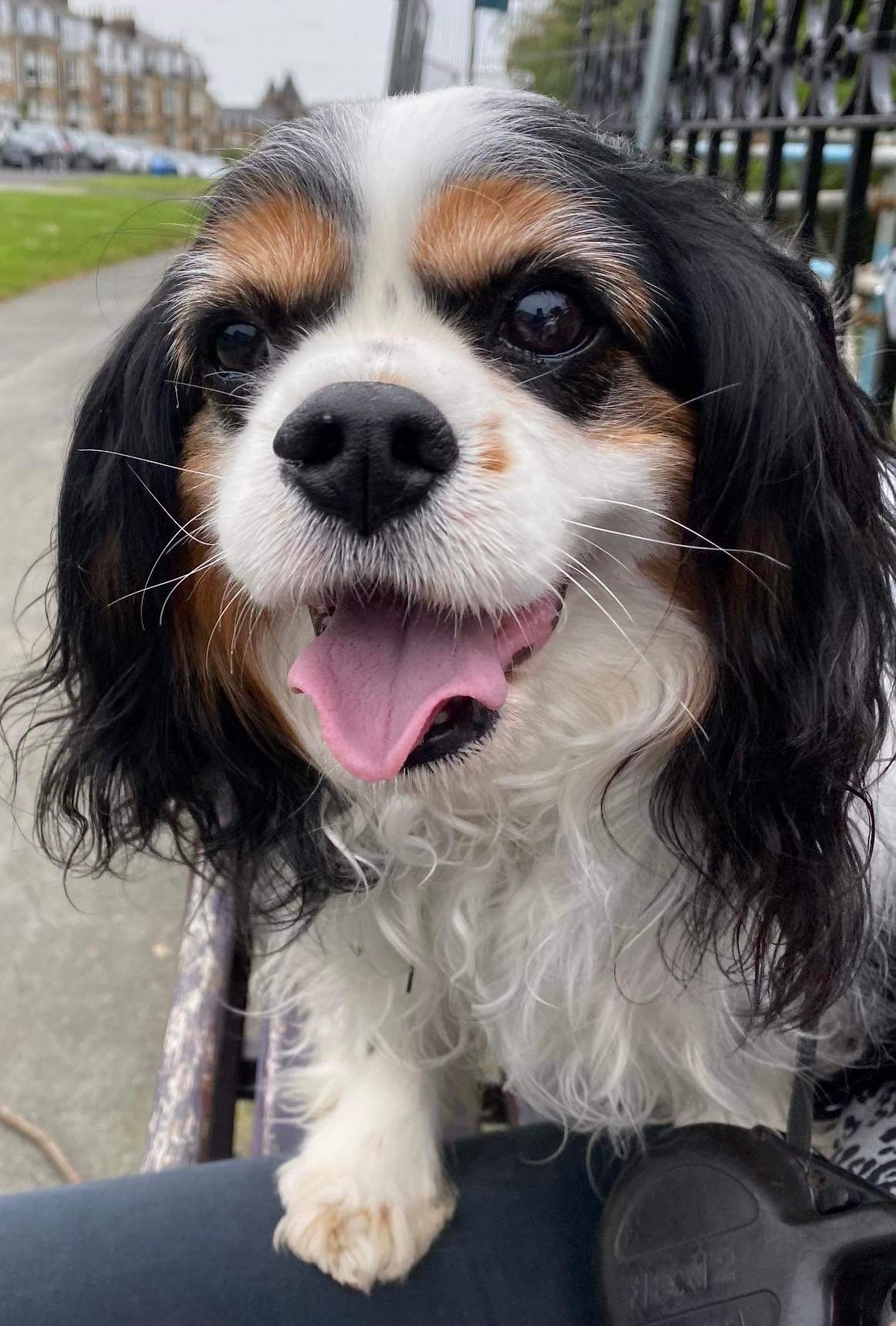 Merlin Tricolour Cavalier available for adoption