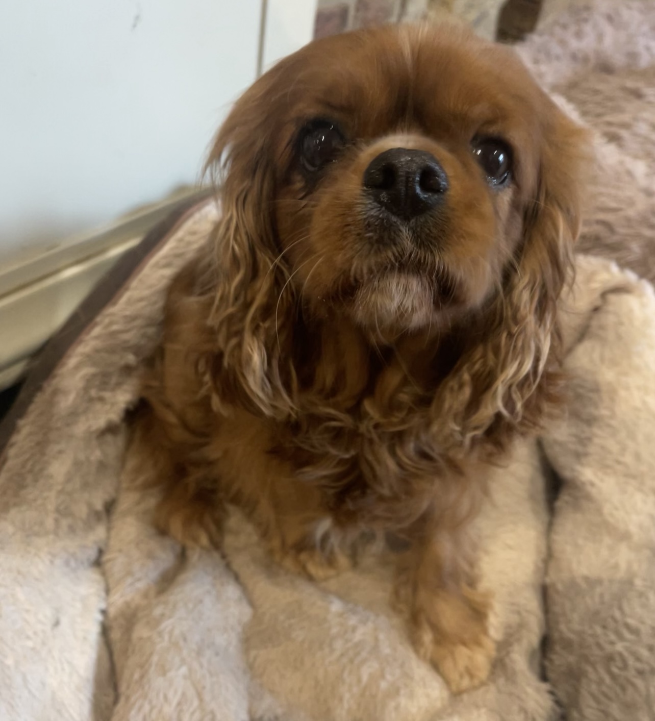 Kirsty Ruby Cavalier King Charles Spaniel