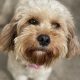 Callie Cavapoo available for adoption