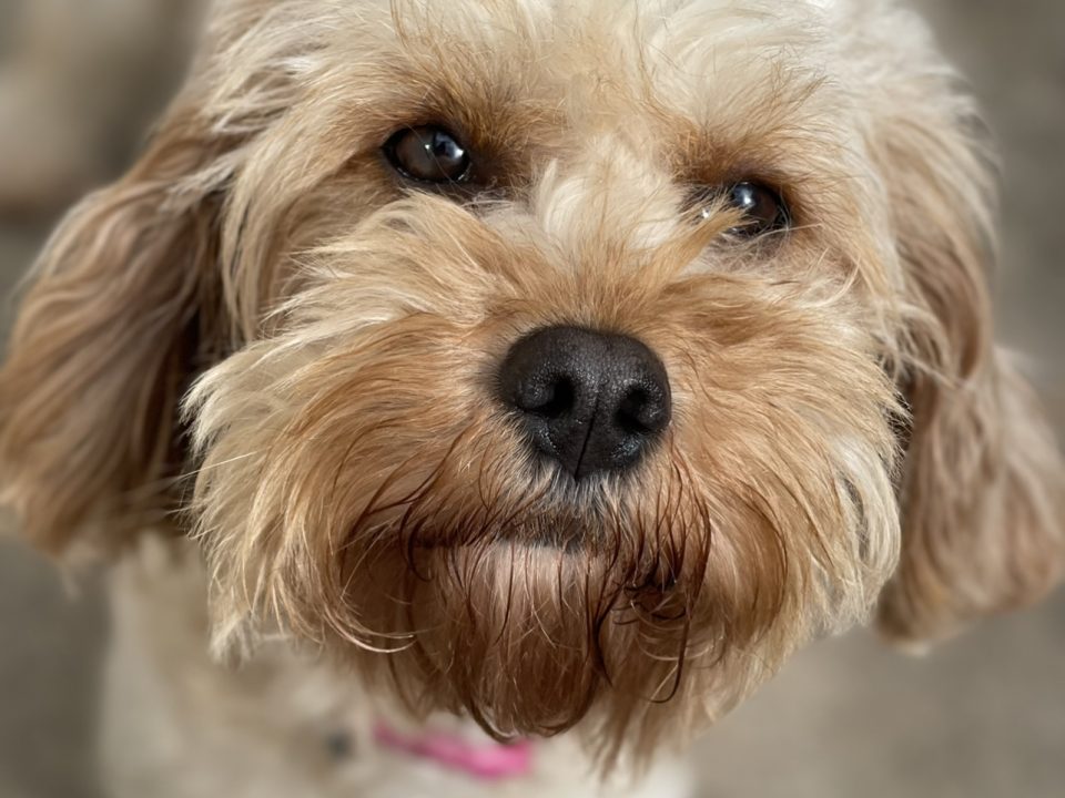 Callie Cavapoo available for adoption