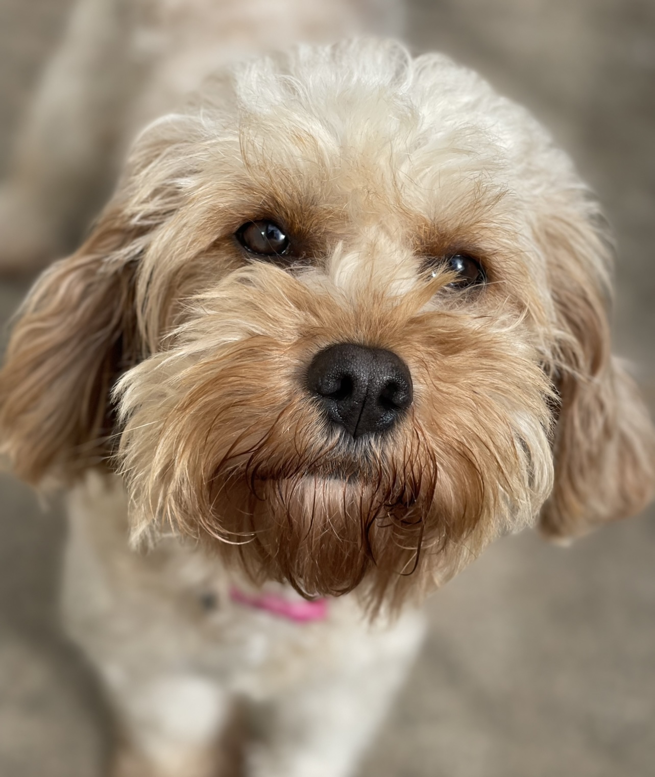 Callie Cavapoo available for adoption