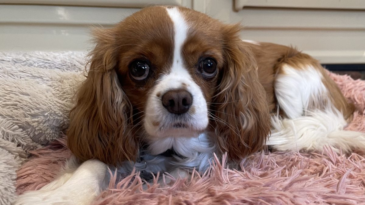 Tansy Blenheim Cavalier King Charles Spaniel